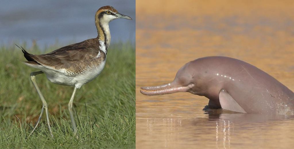 Water pollution, shortageIndus Blind Dolphin and Pheasant-tailed Jacana about to extinct in Pakistan
