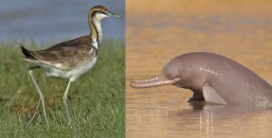 Indus Blind Dolphin and Pheasant-tailed