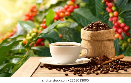 From plant to mug, Here’s everything you need to know about coffee’s life journey