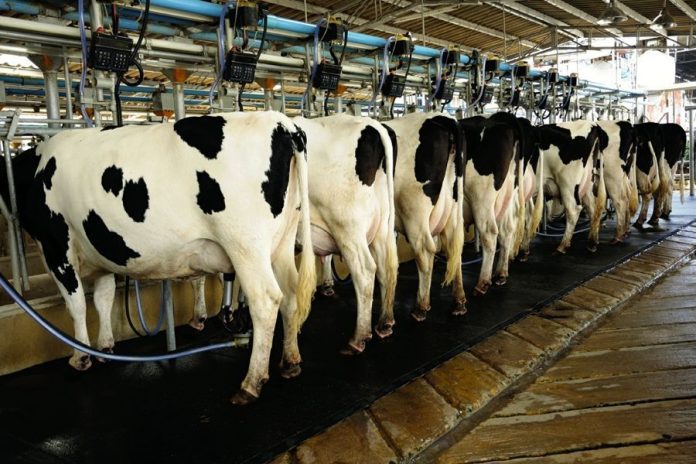 Pak-China Cooperation On Dairy Industry To Bring Industrial In Country