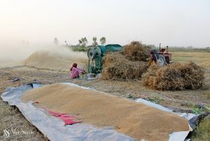 Wheat threshing