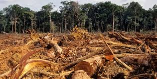 Deforestation, A major challenge to combat climate change