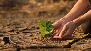 Spring plantation: A viable solution to combat climate change