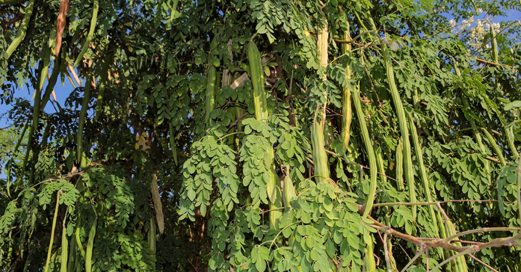 Moringa – a super food for mitigating malnutrition