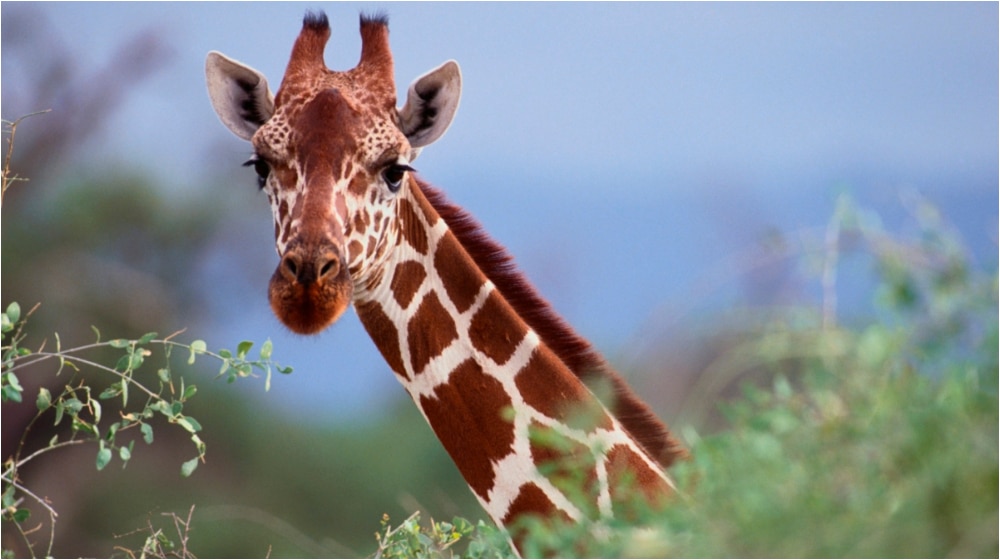 Lahore Zoo, Safari Park ready to welcome 12 giraffes