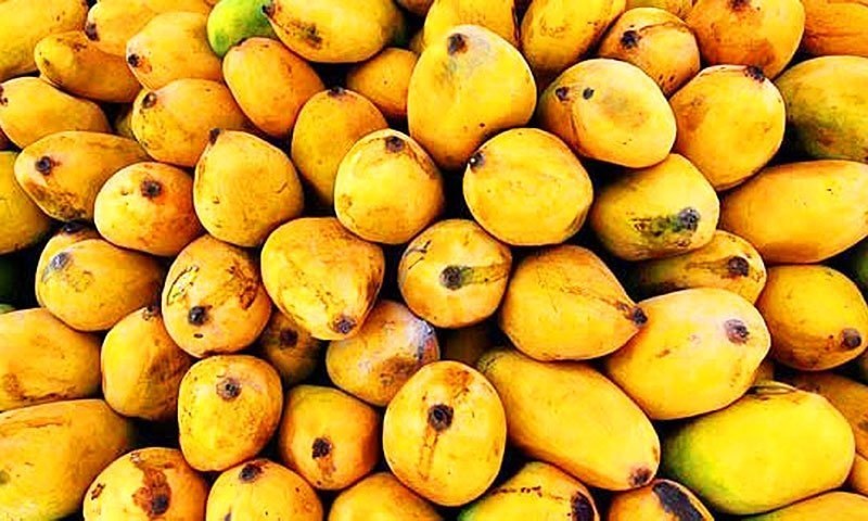 Lahore Gears Up for Pakistan’s Biggest Mango Celebration