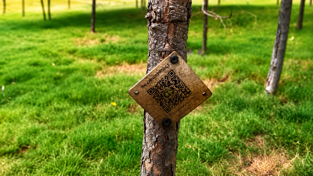 Every Tree Has a Story: CDA Launches Innovative Digital Initiative