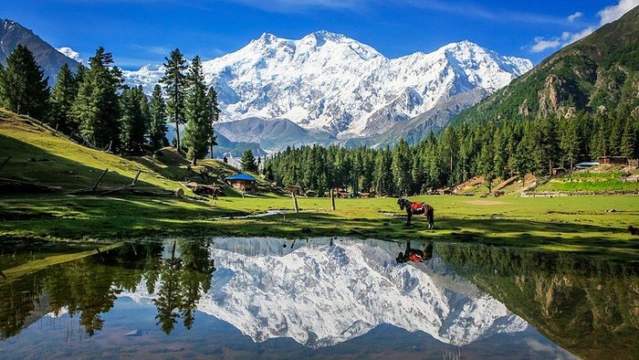 Fairy Meadows: A Mesmerizing Gateway to Nanga Parbat and Pakistan’s Alpine Beauty