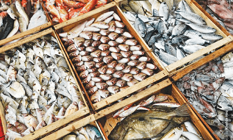 Pakistan’s Seafood Exports Reach Record $568 Million: Fisheries Sector Achieves Historic Milestone